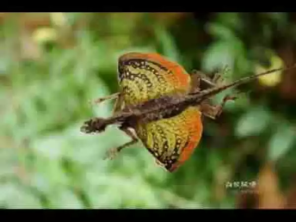 Video: TOP 10 STRANGEST FLYING ANIMALS || Top 10 Flying Animals That Are Not Birds